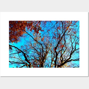 Long curved branches of beech trees with few red leaves Posters and Art